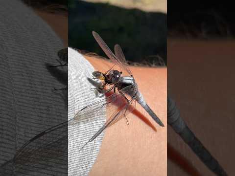 Dragonfly eating a fly #dragonfly #dragonflies #nature #foodchain #fly #dragon #insect #insects