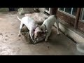 Vera Desi and the old bath mat! Tracysdogs Vera Desi and the old bath mat! Tracysdogs
