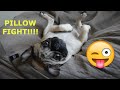 Pillow Fight Dog Fights A Pillow