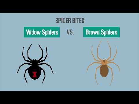 Spider Bites: Black Widow vs. Brown Recluse