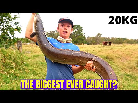 CATCHING A 130cm FRESH WATER EEL! (20kg fish!)