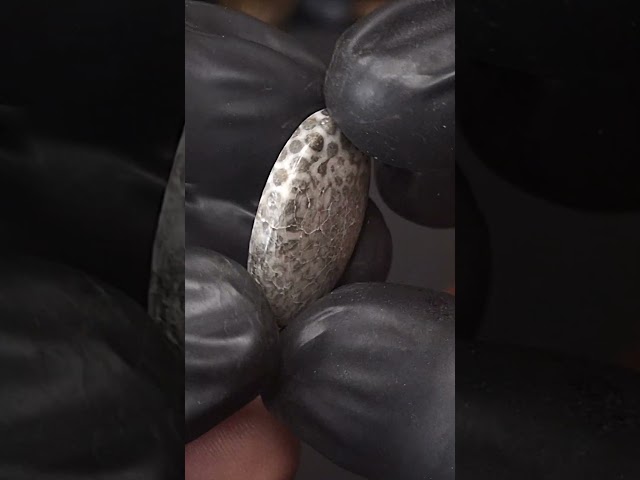 حجر فوسيل احفوري طبيعي