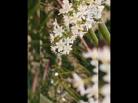 Flowers -|| Janaka Prasanna ||