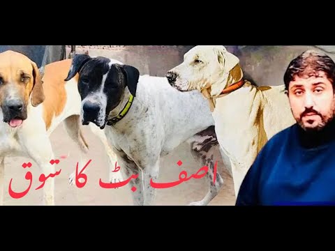 pakistani top class bully breed dog name repeator owner asif butt of lahor || pak chatha group