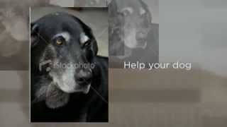 LifeVantage Canine Health - Science based Protandim dog care