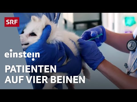 , title : 'Herzschrittmacher oder Notkaiserschnitt – Alltag in einer Tierklinik | Einstein | SRF'
