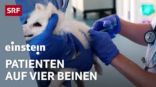 Herzschrittmacher oder Notkaiserschnitt – Alltag in einer Tierklinik |