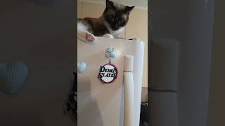 Curious Jojo 😻#cute #cat #siamese #love #petlover #shorts