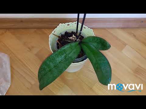 Реанимация орхидеи. Правильное начало реанимации фаленопсиса - залог 100% успешного РЕЗУЛЬТАТА!