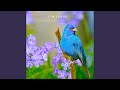 Once in Time (Ambient Nature Sounds)
