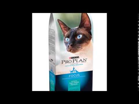 best cat food urinary tract infection