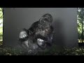 Koko The Gorilla Message For Humans