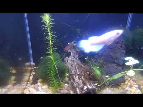 Surprise Update While Live Feeding My Scarlet Badis.