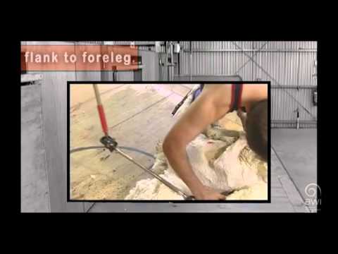 AWI Novice - Shearing positions - The Long Blow - Shearing Instructions