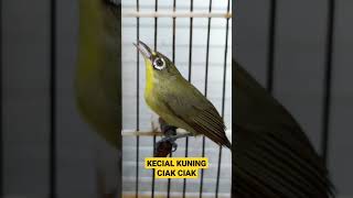 Download lagu Kecial Kuning CIAK CIAK‼️#shorts #kecialkuning @pepadukecial mp3 Download lagu Kecial Kuning CIAK CIAK‼️#shorts #kecialkuning @pepadukecial mp3
