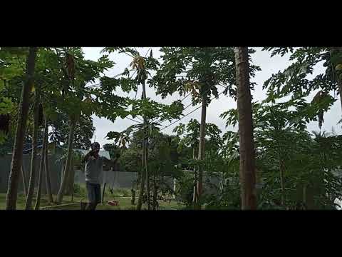 Cutting down a Tree in Mulan Style - be a man Original