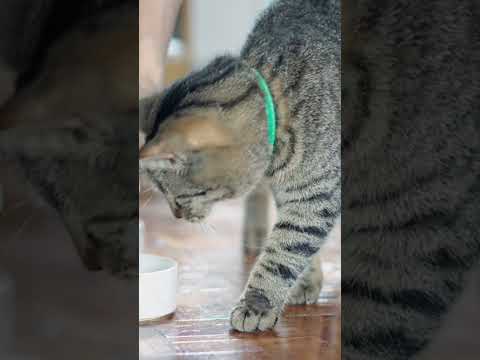 How to Encourage a Sick Cat to Eat..