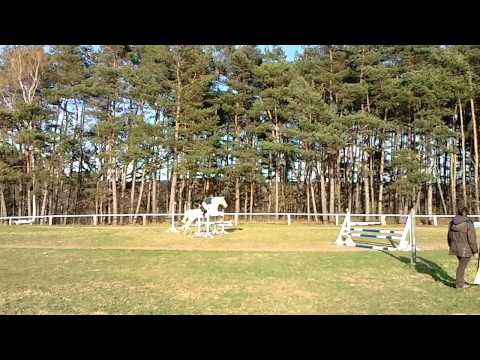 Andrea auf Cremellohengst  Creme de la Creme Tunier Langen Brütz E