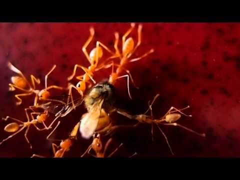Ants attacking a dying bee (2)