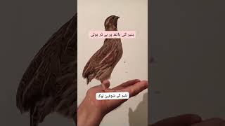 Download lagu quail sound|batair ki awaz|desi batair ki awaz|quail|quail mp3|quail audio|quail bird|desert quail mp3