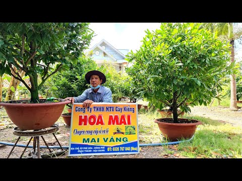 BÁN MAI GIẢO THÀNH PHẨM CHƠI TET 2022 - 27/10/2O21 (0335 767 848 HOAMAI) Bonsai Cần Thơ