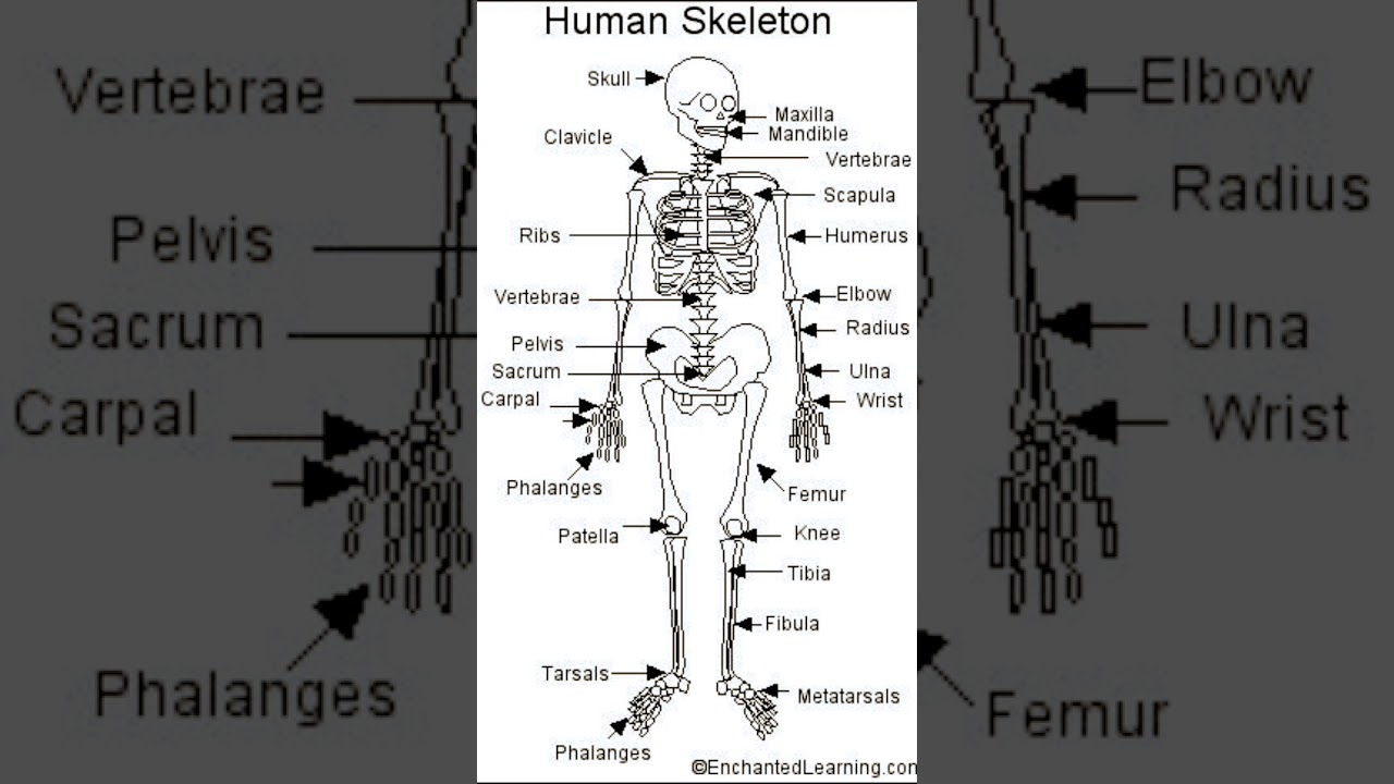 Human Skeleton Printout -Enchanted learning.com#sci.com#Body Part Human#Bio
