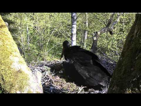 vlc record 2012 05 20 10h22m47s mms   tv eenet ee kurg