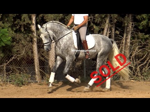 *SOLD* Andalusian PRE Stallion 2017 - 1,67 m | #MP288