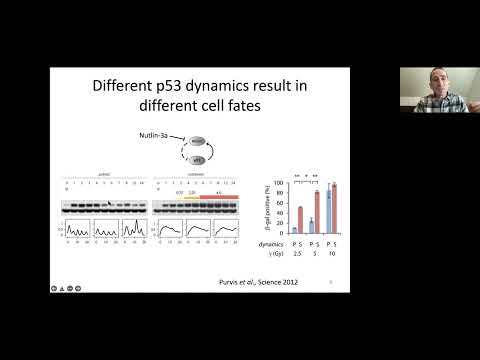 Dr M Tsabar: Escape from DNA damage induced arrest is marked by diverging p53 dynamics