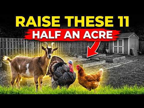 1/2 Acre. 11 Animals. 100% Self-Sufficient.