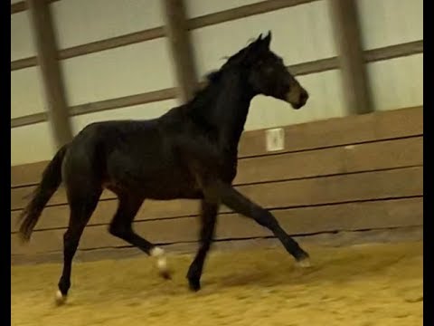 Sisco - 2017 Oldenburg Gelding