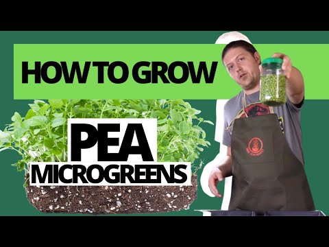 How to Grow//Pea Microgreens
