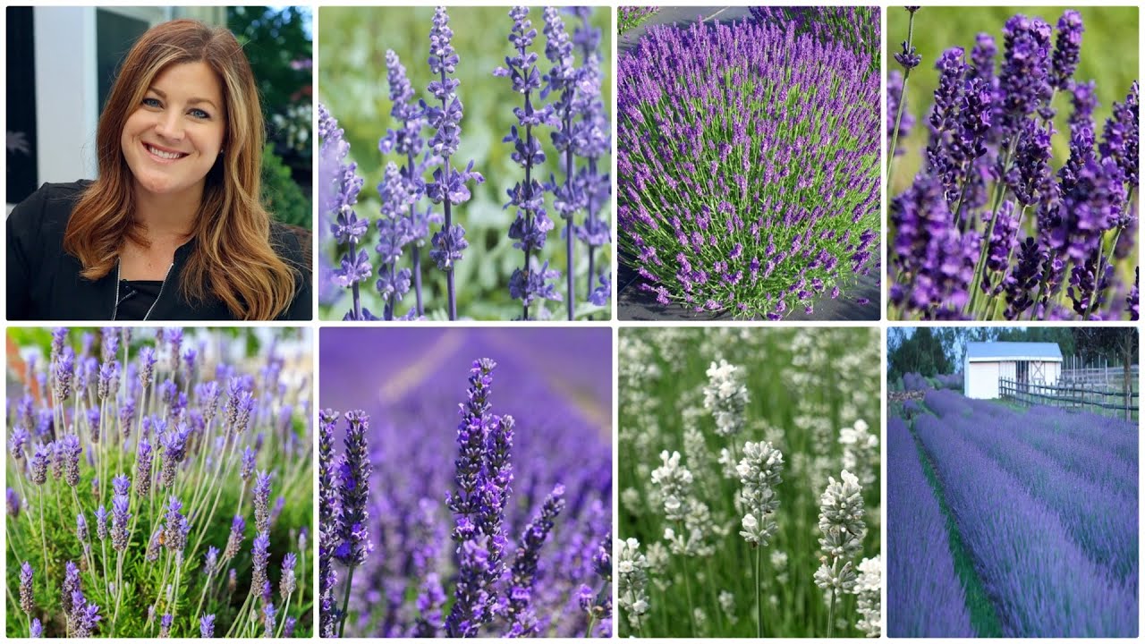 What is another name for lavender?