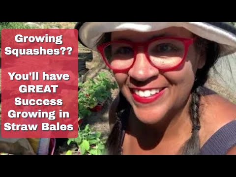 Planting Squashes in STRAW BALES - To SAVE on water!!! | VLOG