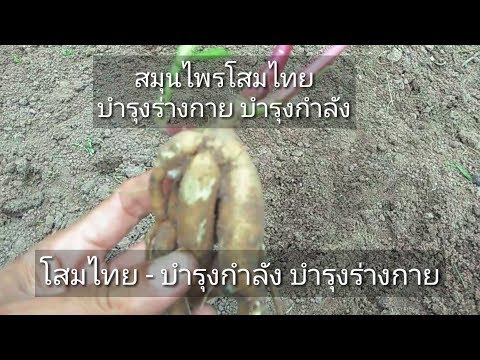 รักษาความอ่อนแอชาย หมายถึงการเพิ่มความแรง