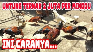 Download lagu RUGI KALAU TERLEWATKAN‼️ CARA TERNAK AYAM KAMPUNG DENGAN PENGHASILAN GEDE BANGET‼️🐓 mp3