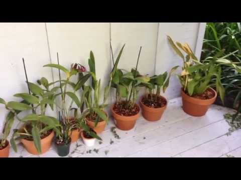 Project: Rescue Orchids, Repotting day!