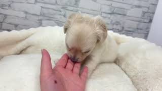 ハーフ犬の動画01