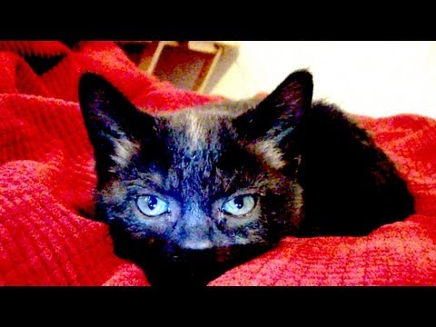 Talking Kitty Cat 29 -  Kitten Sitting
