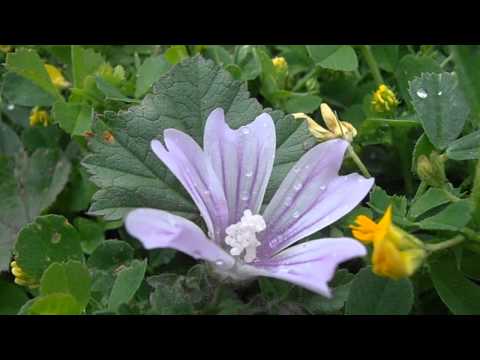 Flor de Malva (Malva sylvestris) (www.riomoros.com)