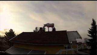 Moose on the roof using AR Drone take 3 Elg på taket