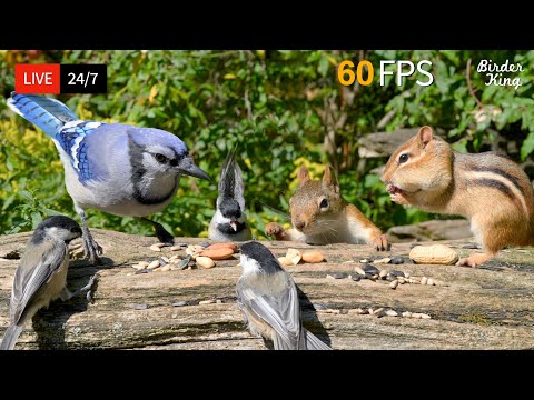 🔴 24/7 LIVE: Cat TV for Cats to Watch 😺 Cute Birds, Squirrels and Chipmunks 📺 4K Cat Games