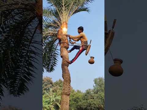 🤤খেজুর গাছের রস 🤤 খুবই মিষ্টি 🤤#sortvideo #nature #vairal #food #sorts #shorts #youtubeshorts