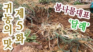 봄나물 대표 달래를 캐먹자! (먹는법, 손질법)