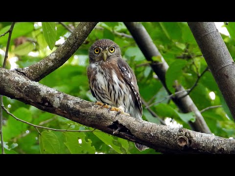 Ferruginous Pygmy-Owl — Glaucidium brasilianum — hlas a video