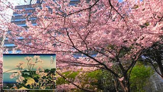 Tokyo Spring Walk 🌸 Cherry Blossoms at Meguro River and Goten-yama Hill