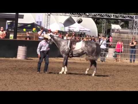 Getting a horse to stand still while you get on