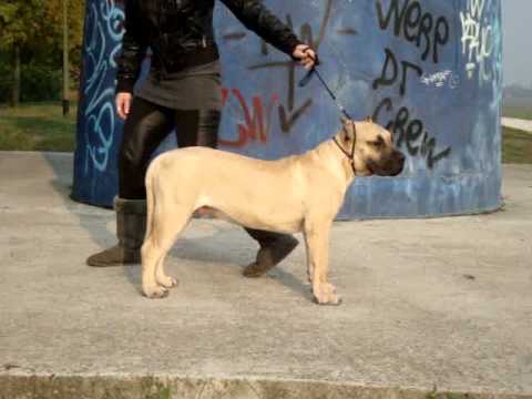 Dogo Canario (DC) "Salvador Sale"