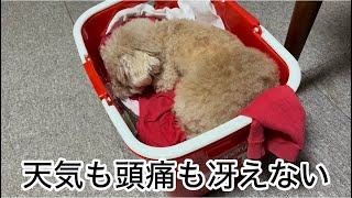 ありのまま！中年夫婦とシニア犬の暮らし　トイプードル／パート主婦