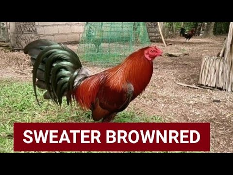 SWEATER BROWNRED/MINI GAMEFARM